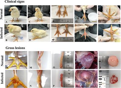 Avian Reoviruses From Wild Birds Exhibit Pathogenicity to Specific Pathogen Free Chickens by Footpad Route